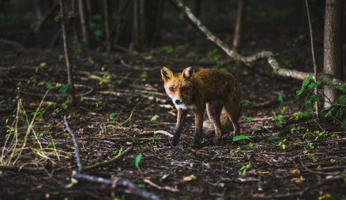 夏天的狐狸在线观看,在线重温经典动画 第3张 夏天的狐狸在线观看,在线重温经典动画 第3张